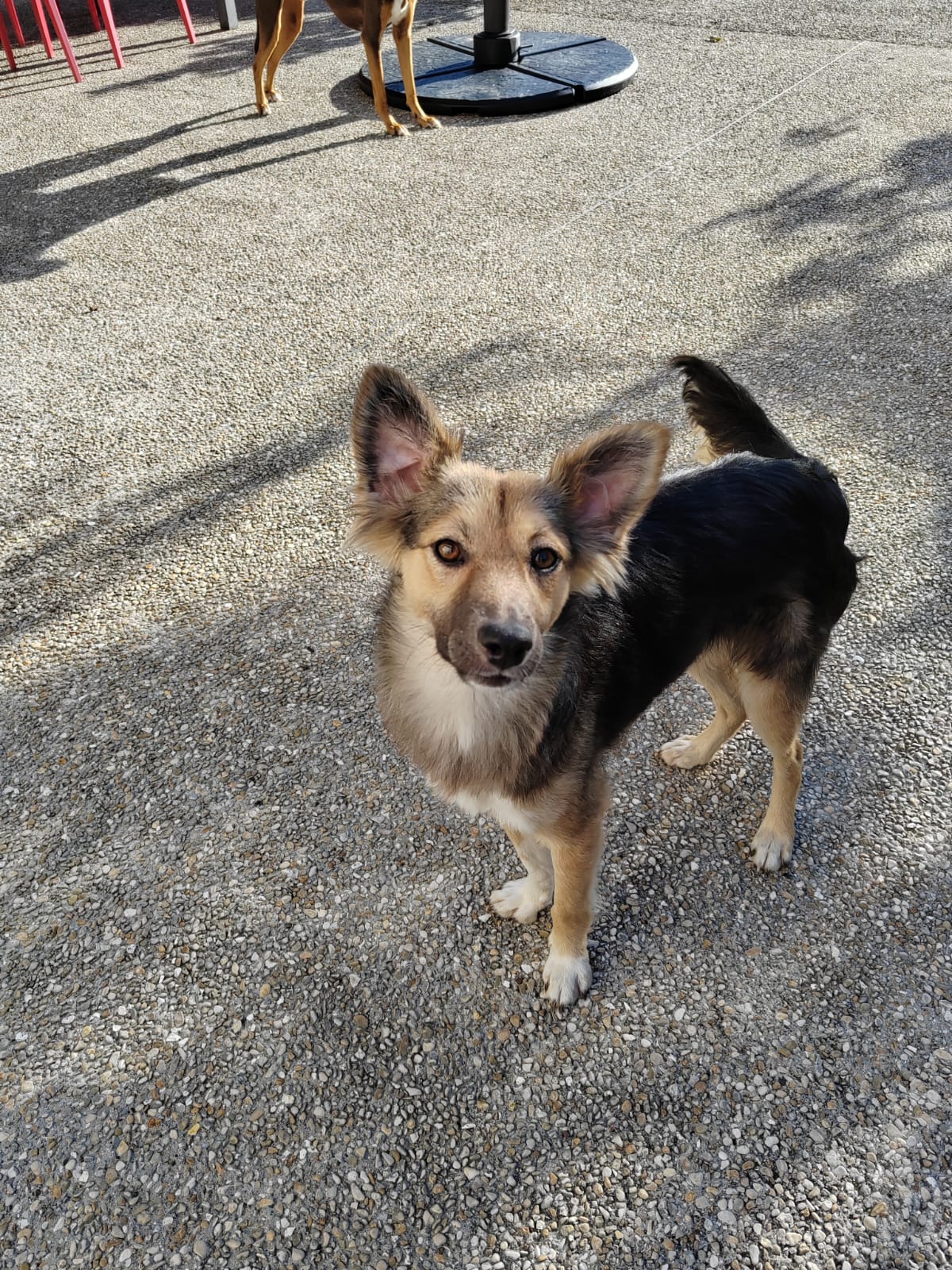 Chiens à adopter